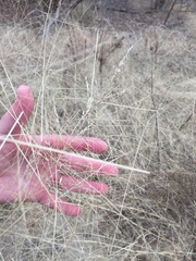 Eragrostis curtipedicellata