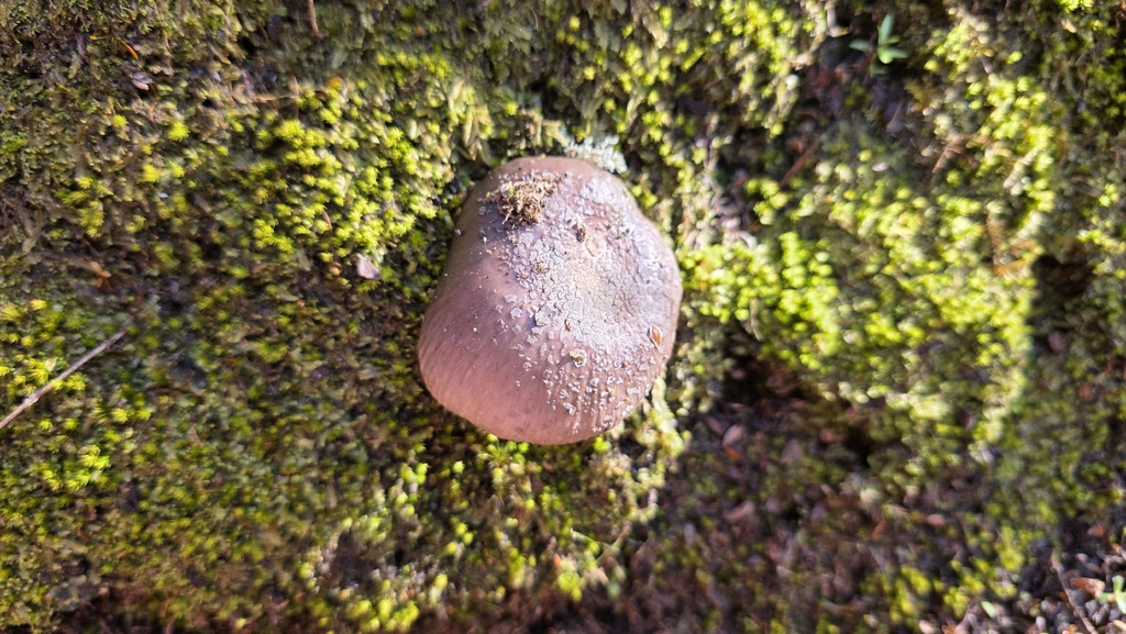 Russula griseoviridis · November 2025 · photo: © genevieveearly (iNaturalist, cc-by)