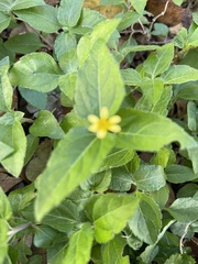Calyptocarpus vialis