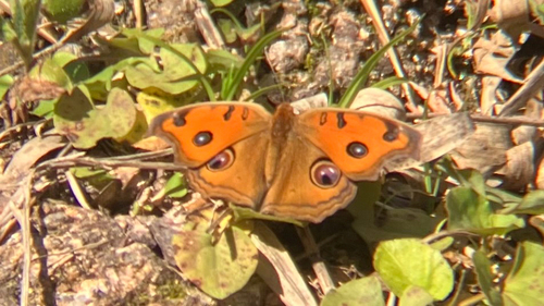 Peacock Pansy