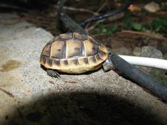 Testudo graeca ibera