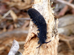 Euperipatoides rowelli