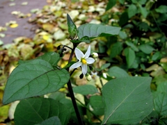 Solanum nigrum