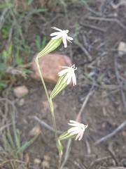 Silene