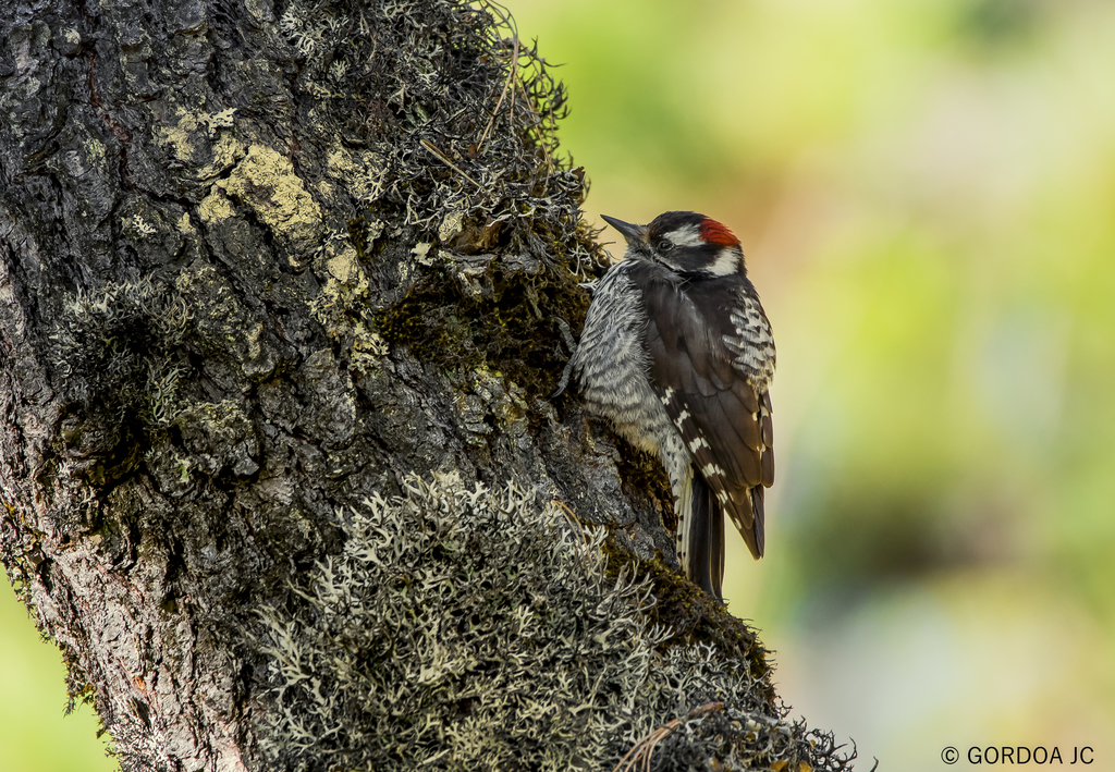 Strickland's Woodpecker photo