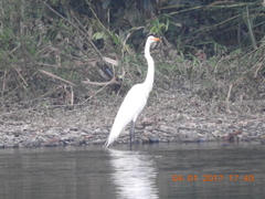Ardea alba