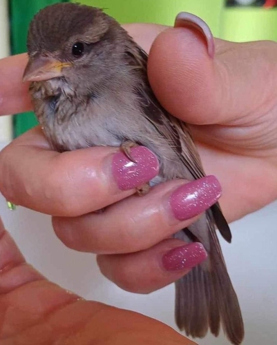 House Sparrow
