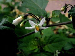 Solanum nigrum