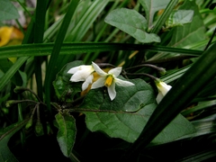 Solanum nigrum