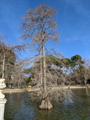 Taxodium distichum