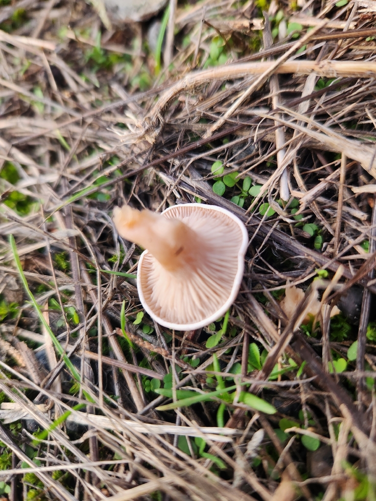 Clitocybe sp. 'rivulosa-PNW07'