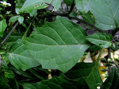 Solanum nigrum