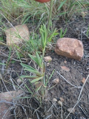 Silene