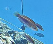 Blueside Wrasse