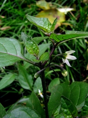 Solanum nigrum