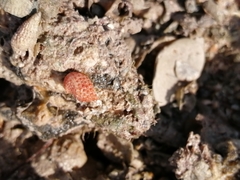 Cerithiidae