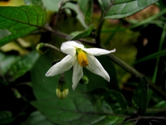 Solanum nigrum