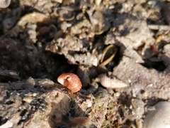 Cerithiidae