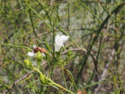 Eremophila polyclada, photograph 6