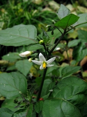 Solanum nigrum