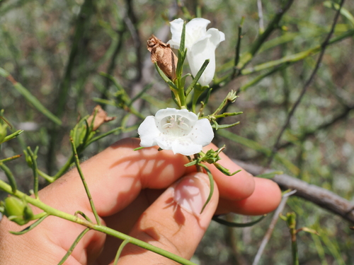 Eremophila polyclada, photograph 2