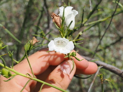 (c) Lucas Christofides, some rights reserved (CC BY) Eremophila polyclada, photograph (c) Lucas Christofides, some rights reserved (CC BY)