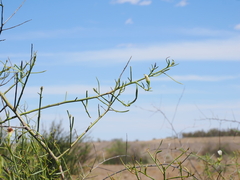 (c) Lucas Christofides, some rights reserved (CC BY) Eremophila polyclada, photograph (c) Lucas Christofides, some rights reserved (CC BY)