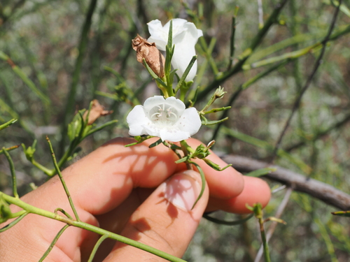 Eremophila polyclada, photograph 3