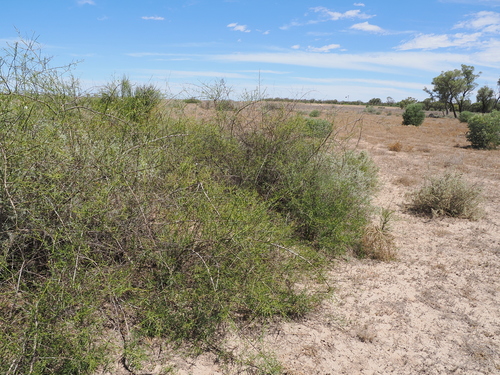 Eremophila polyclada, photograph 4