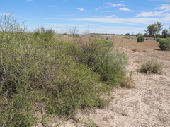 (c) Lucas Christofides, some rights reserved (CC BY) Eremophila polyclada, photograph (c) Lucas Christofides, some rights reserved (CC BY)