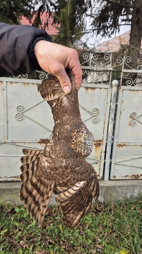Eurasian Sparrowhawk