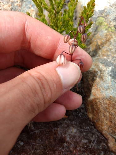 Drimia convallarioides