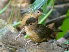 Pellorneum fuscocapillus