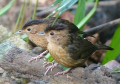 Pellorneum fuscocapillus