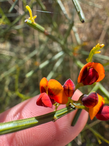 marno (Daviesia divaricata)