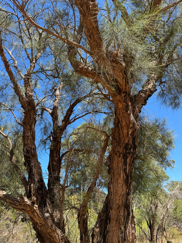 Allocasuarina fraseriana (Allocasuarina fraseriana)