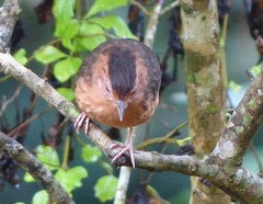 Pellorneum fuscocapillus