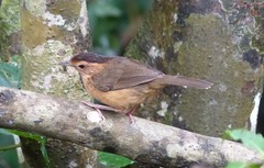 Pellorneum fuscocapillus