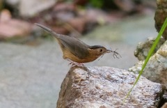 Pellorneum fuscocapillus