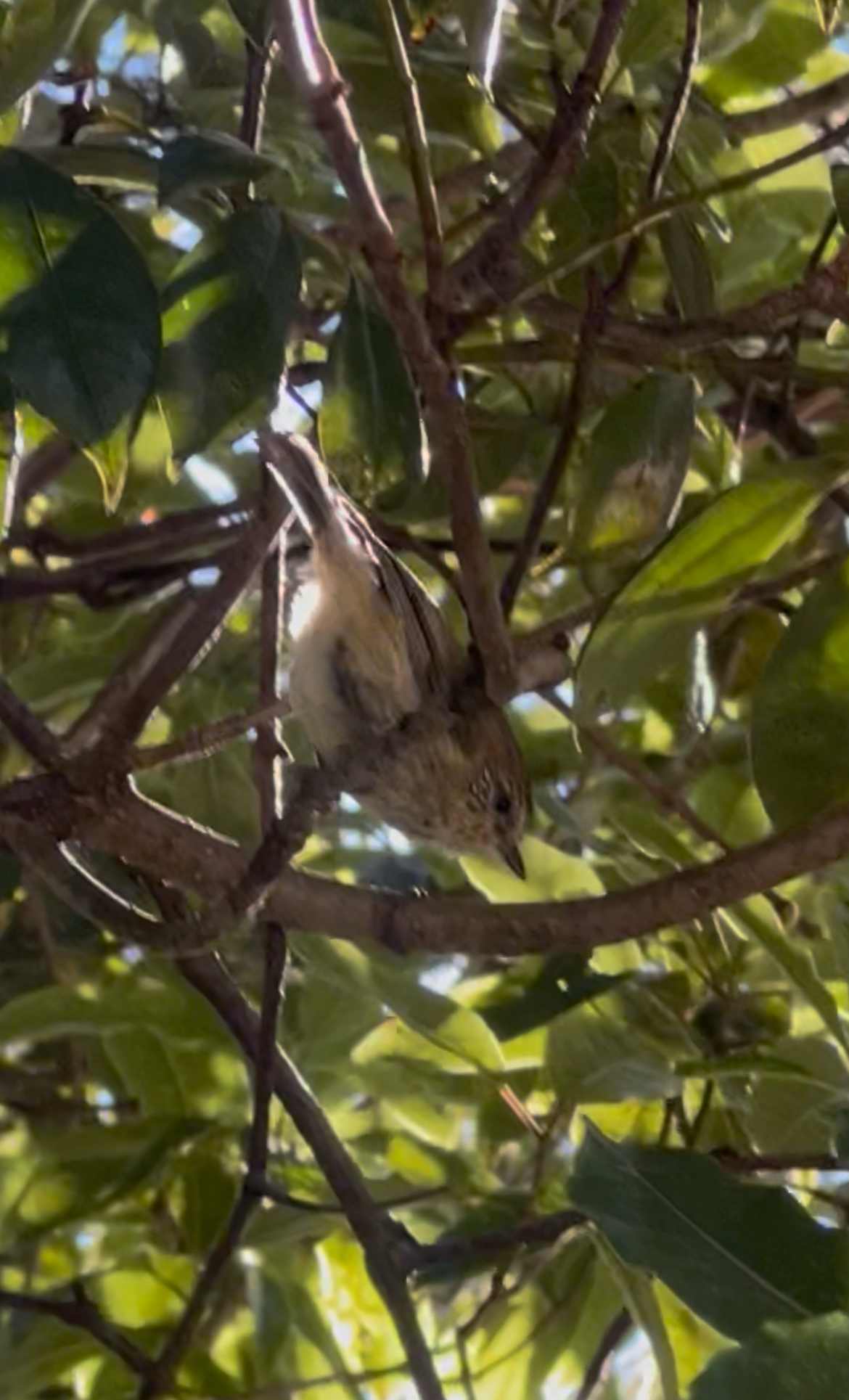 Acanthiza lineata Gould, 1838