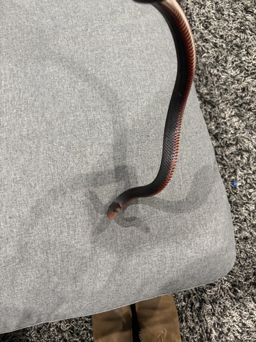 Red-bellied Black Snake sighting