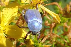 Hoplia coerulea