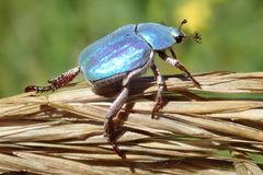 Hoplia coerulea