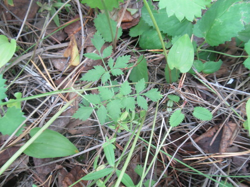 Alpine goutweed (Aegopodium alpestre)