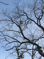 Diospyros virginiana