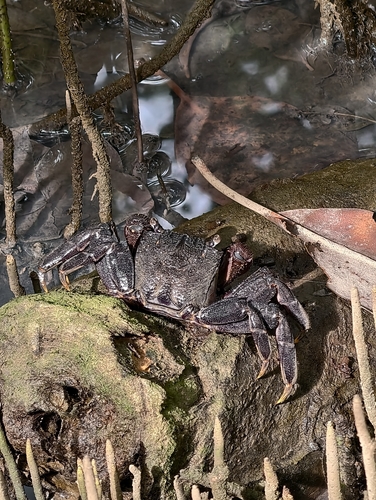Thai Vinegar Crab (Episesarma mederi)