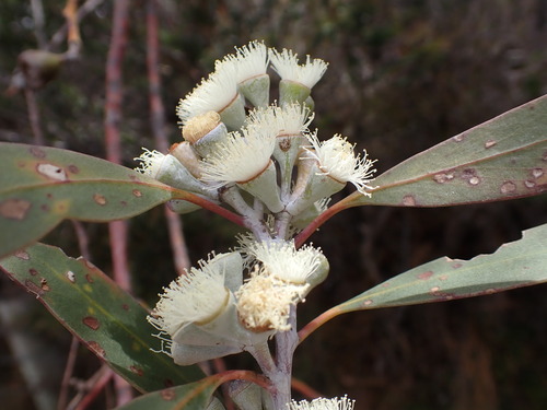 Eucalyptus tenuiramis, photograph 3