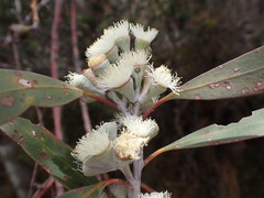 Eucalyptus tenuiramis, photograph (c) Stella Fish, some rights reserved (CC BY)