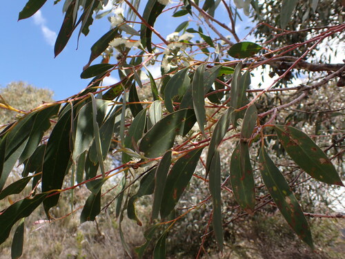 Eucalyptus tenuiramis, photograph 2