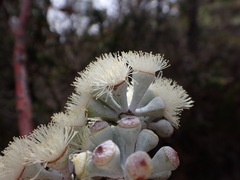 Eucalyptus tenuiramis